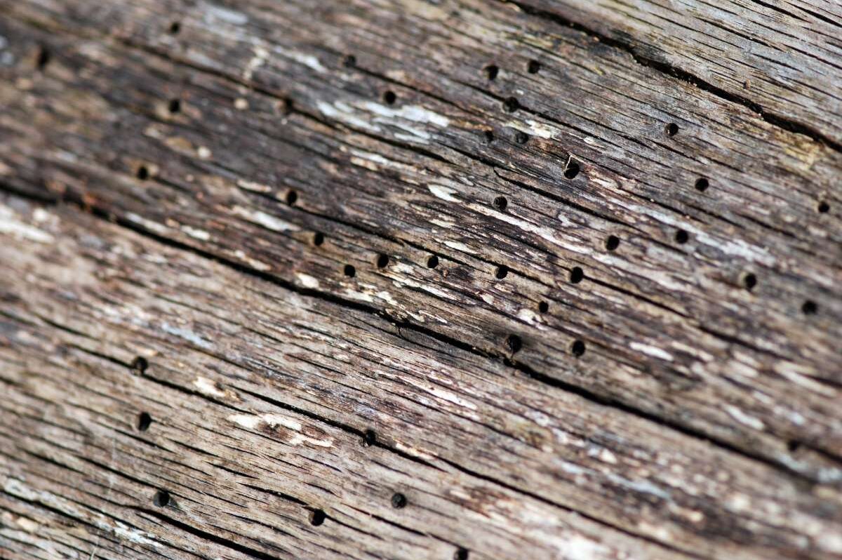 Quels sont les insectes à craindre dans une maison en bois — free download