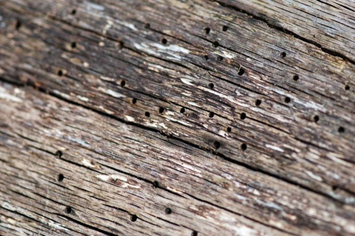 Vieux bois avec des trous laissés par des insectes xylophages