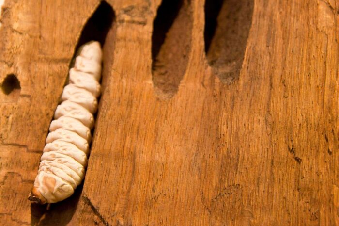 Larve blanche en train de manger du bois et de faire des trous dans le bois d'une maison
