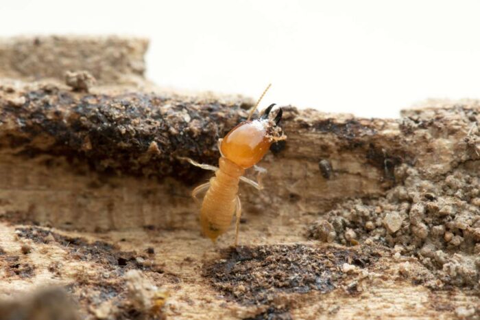 Gros plan sur une termite mangeant du bois
