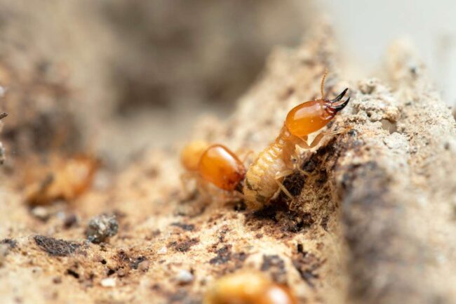 Termites en train de manger le bois d'une maison en ossature bois