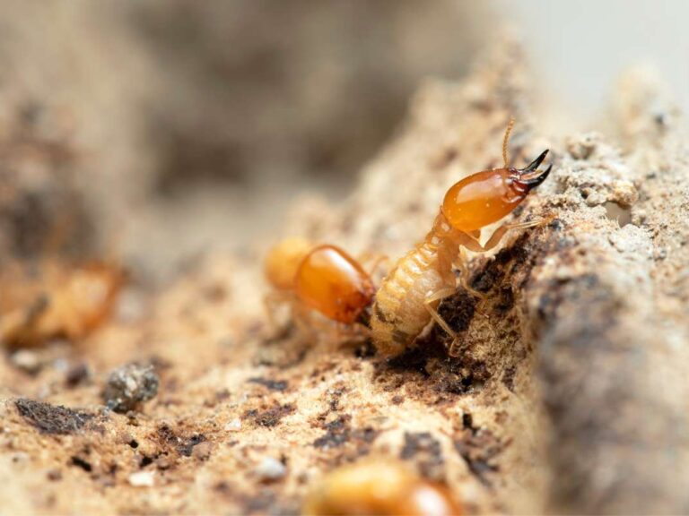 Termites en train de manger le bois d'une maison en ossature bois